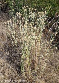 cotton-batting plant (<em>Pseudognaphalium stramineum</em>)