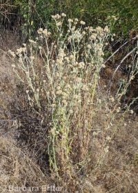 cotton-batting plant (<em>Pseudognaphalium stramineum</em>)