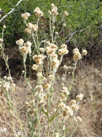 cotton-batting plant (<em>Pseudognaphalium stramineum</em>)
