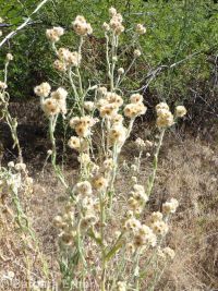 cotton-batting plant (<em>Pseudognaphalium stramineum</em>)