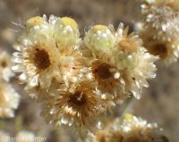 cotton-batting plant (<em>Pseudognaphalium stramineum</em>)