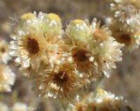cotton-batting plant (<em>Pseudognaphalium stramineum</em>)