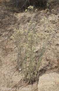 slender or Wright's cudweed, northwestern rabbit-tobacco (<em>Pseudognaphalium thermale</em>)