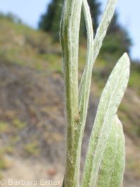 slender or Wright's cudweed, northwestern rabbit-tobacco (<em>Pseudognaphalium thermale</em>)