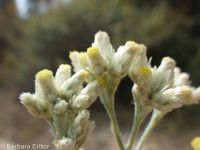 slender or Wright's cudweed, northwestern rabbit-tobacco (<em>Pseudognaphalium thermale</em>)