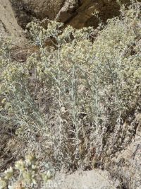 slender or Wright's cudweed, northwestern rabbit-tobacco (<em>Pseudognaphalium thermale</em>)