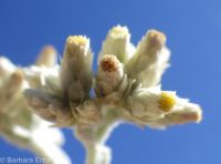 slender or Wright's cudweed, northwestern rabbit-tobacco (<em>Pseudognaphalium thermale</em>)