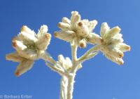 slender or Wright's cudweed, northwestern rabbit-tobacco (<em>Pseudognaphalium thermale</em>)