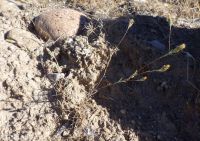 wireweed, rigiopappus (<em>Rigiopappus leptocladus</em>)