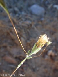 wireweed, rigiopappus (<em>Rigiopappus leptocladus</em>)