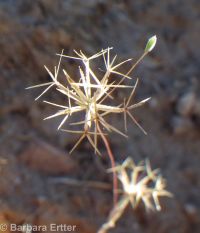 wireweed, rigiopappus (<em>Rigiopappus leptocladus</em>)