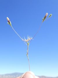 wireweed, rigiopappus (<em>Rigiopappus leptocladus</em>)