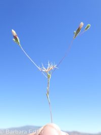 wireweed, rigiopappus (<em>Rigiopappus leptocladus</em>)