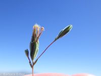 wireweed, rigiopappus (<em>Rigiopappus leptocladus</em>)