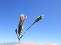 wireweed, rigiopappus (<em>Rigiopappus leptocladus</em>)
