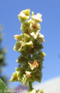 toothed willow dock (<em>Rumex salicifolius var. denticulatus</em>)