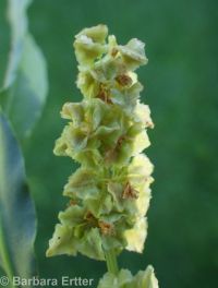 toothed willow dock (<em>Rumex salicifolius var. denticulatus</em>)