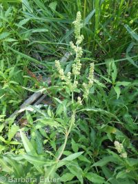 toothed willow dock (<em>Rumex salicifolius var. denticulatus</em>)