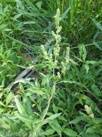 toothed willow dock (<em>Rumex salicifolius var. denticulatus</em>)