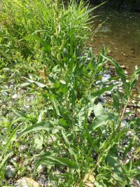 toothed willow dock (<em>Rumex salicifolius var. denticulatus</em>)