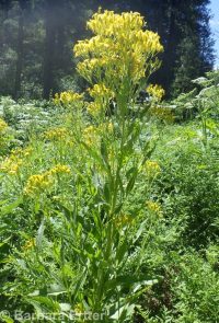butterweed groundsel, tall ragwort (<em>Senecio serra var. serra</em>)