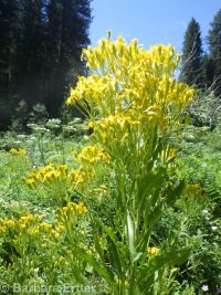 butterweed groundsel, tall ragwort (<em>Senecio serra var. serra</em>)