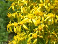 butterweed groundsel, tall ragwort (<em>Senecio serra var. serra</em>)