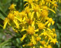 butterweed groundsel, tall ragwort (<em>Senecio serra var. serra</em>)