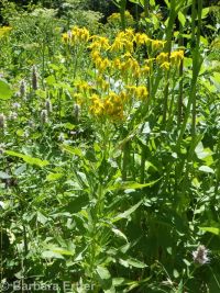butterweed groundsel, tall ragwort (<em>Senecio serra var. serra</em>)