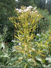 butterweed groundsel, tall ragwort (<em>Senecio serra var. serra</em>)