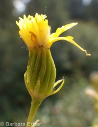 butterweed groundsel, tall ragwort (<em>Senecio serra var. serra</em>)