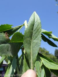 butterweed groundsel, tall ragwort (<em>Senecio serra var. serra</em>)