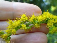 Canada goldenrod (<em>Solidago canadensis</em>)
