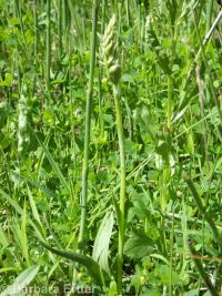 ladies-tresses (<em>Spiranthes romanzoffiana</em>)