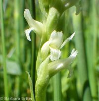 Spiranthes romanzoffiana