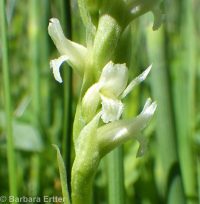 Spiranthes romanzoffiana