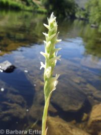 ladies-tresses (<em>Spiranthes romanzoffiana</em>)