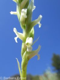 ladies-tresses (<em>Spiranthes romanzoffiana</em>)
