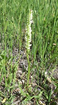ladies-tresses (<em>Spiranthes romanzoffiana</em>)