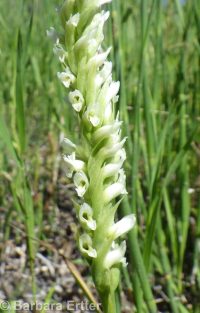 ladies-tresses (<em>Spiranthes romanzoffiana</em>)