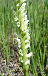 ladies-tresses (<em>Spiranthes romanzoffiana</em>)