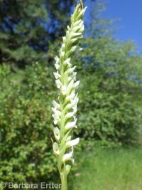 ladies-tresses (<em>Spiranthes romanzoffiana</em>)