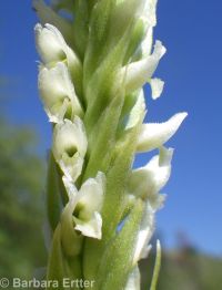 ladies-tresses (<em>Spiranthes romanzoffiana</em>)