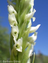 ladies-tresses (<em>Spiranthes romanzoffiana</em>)