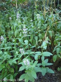 hairy, marsh, or swamp hedge-nettle (<em>Stachys pilosa var. pilosa</em>)