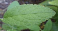 hairy, marsh, or swamp hedge-nettle (<em>Stachys pilosa var. pilosa</em>)