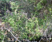 hairy, marsh, or swamp hedge-nettle (<em>Stachys pilosa var. pilosa</em>)
