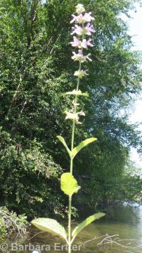 hairy, marsh, or swamp hedge-nettle (<em>Stachys pilosa var. pilosa</em>)