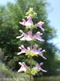 hairy, marsh, or swamp hedge-nettle (<em>Stachys pilosa var. pilosa</em>)