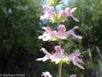 hairy, marsh, or swamp hedge-nettle (<em>Stachys pilosa var. pilosa</em>)